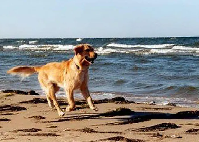 Seeigel Casa de Férias *